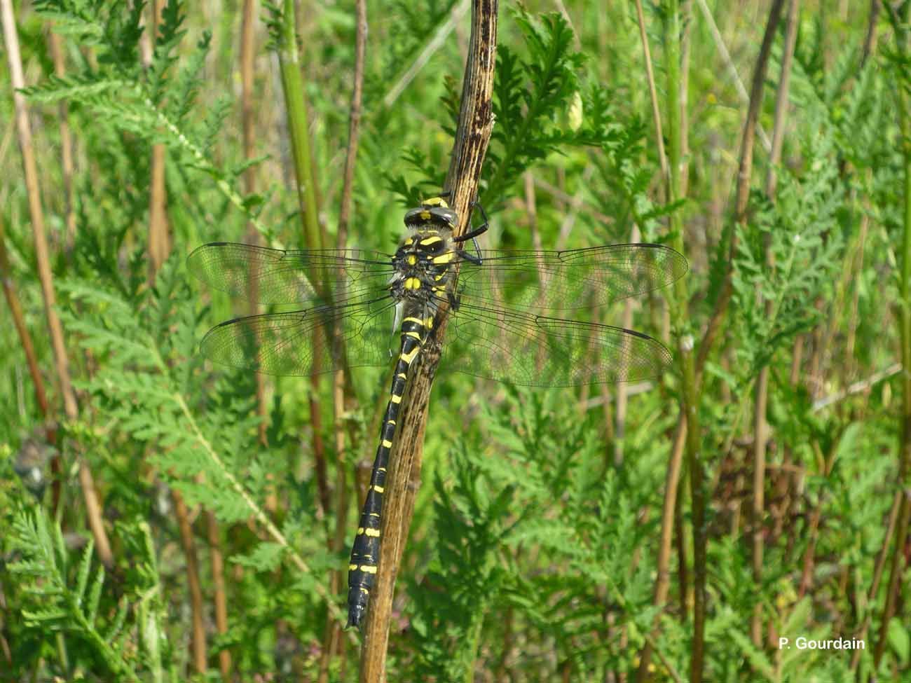 Image of golden-ringed dragonfly