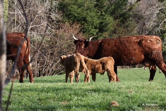 Image de Vache