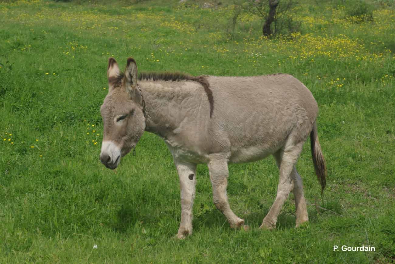 Image of Ass -- Feral donkey