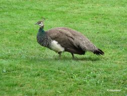 Image of Asiatic peafowl