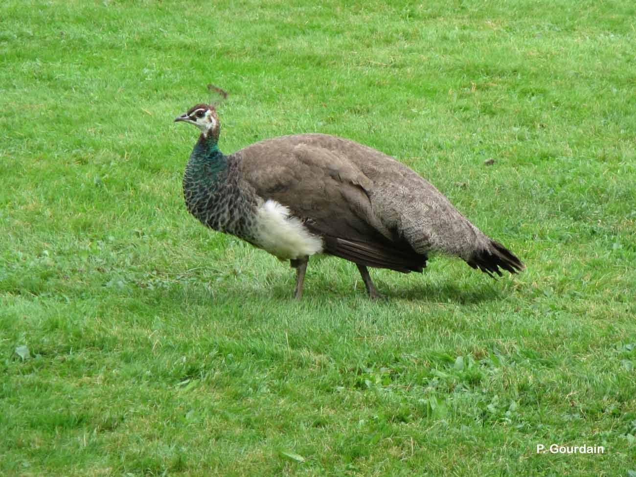 Image of Asiatic peafowl