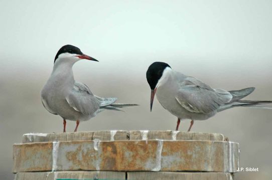 Image of White-cheeked Tern