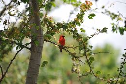 Image de Foudi rouge