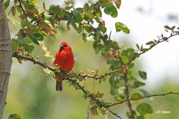 Image de Foudi rouge