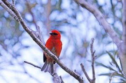 Image de Foudi rouge