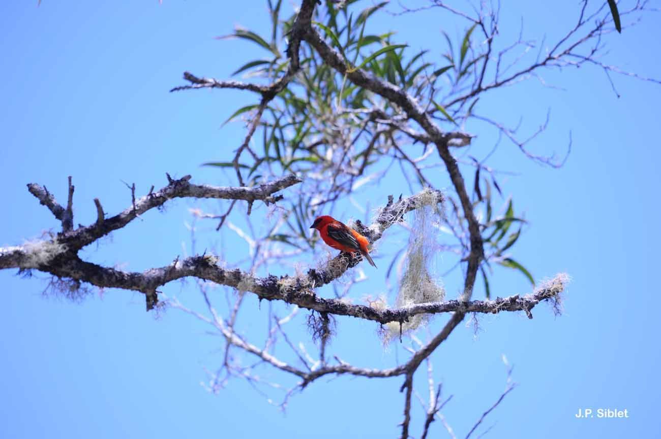 Image de Foudi rouge