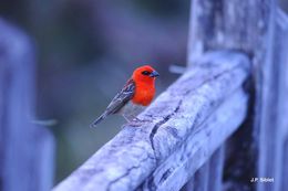 Image of Madagascar Red Fody