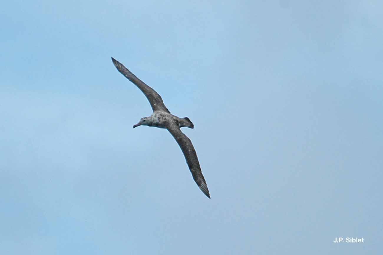 Image of Amsterdam Albatross