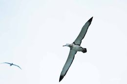 Amsterdam albatrosu resmi