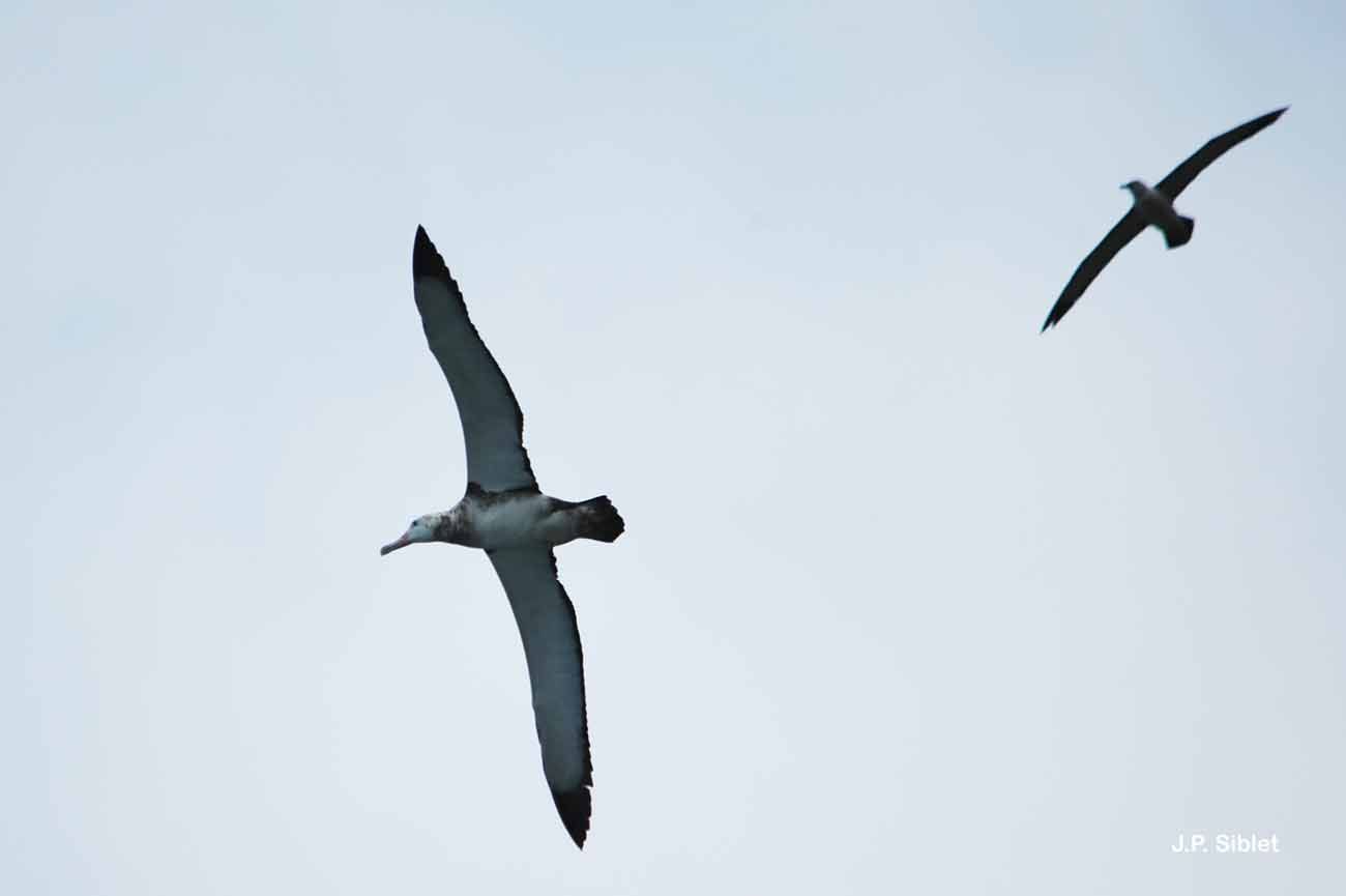 Image of Amsterdam Albatross