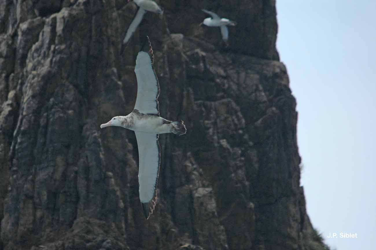 Image of Amsterdam Albatross