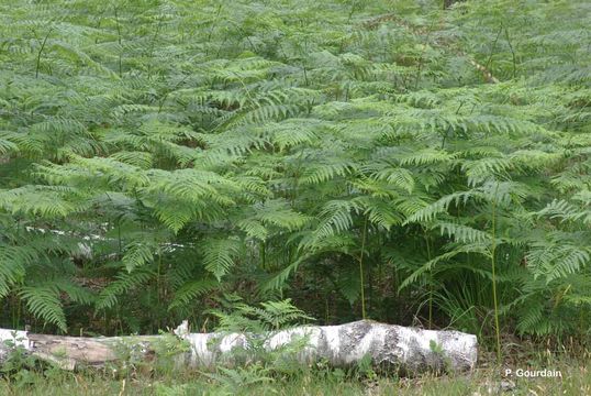 Image of Bracken