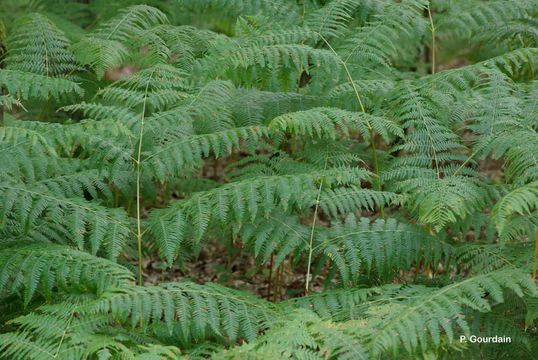 Image of Bracken