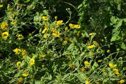 Image of common fleabane