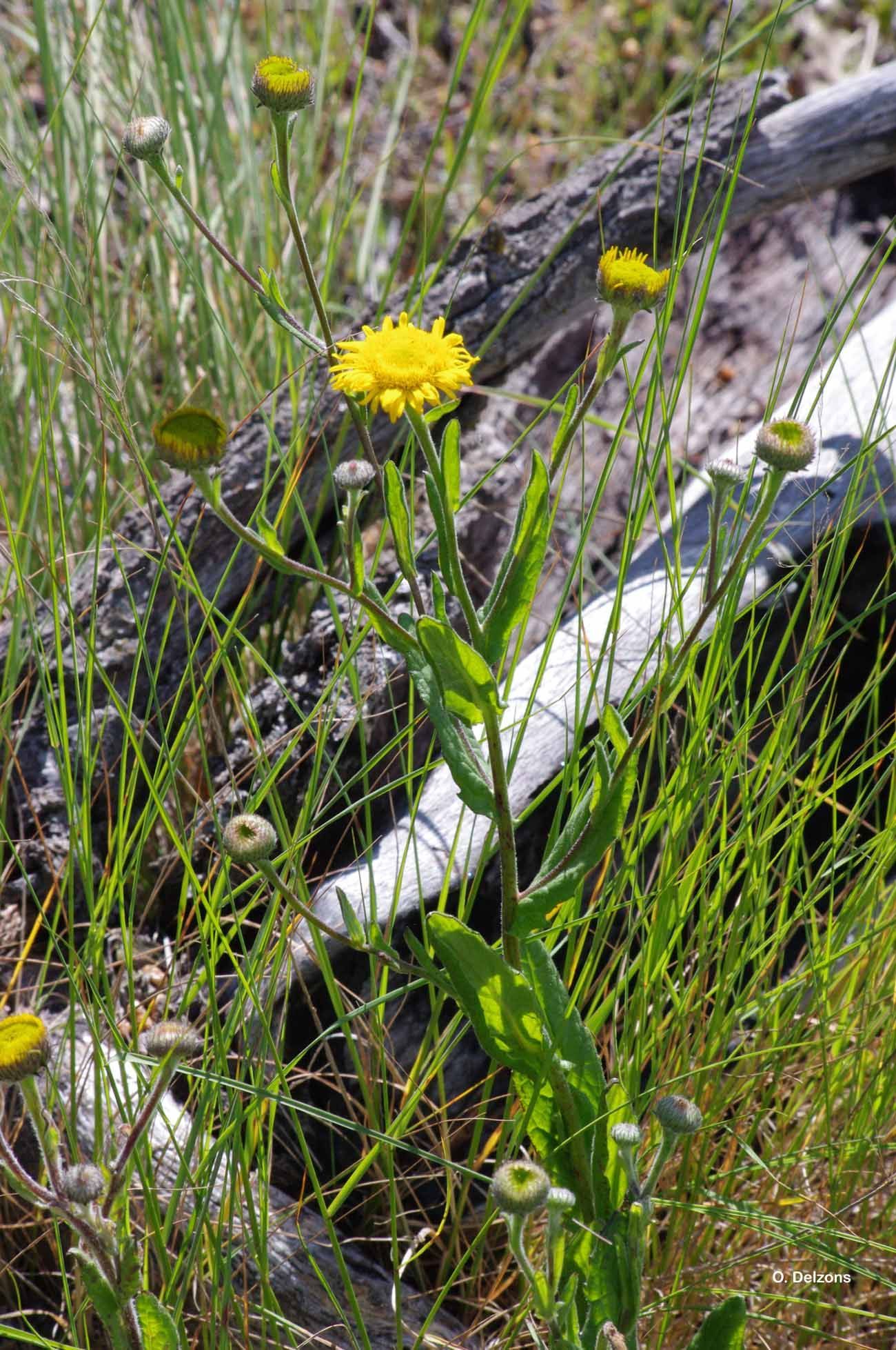 Image of Pulicaria odora (L.) Rchb.