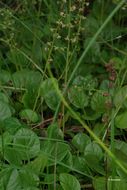 Image of round-leaved wintergreen