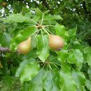 Image of <i>Pyrus communis</i> Thunb.