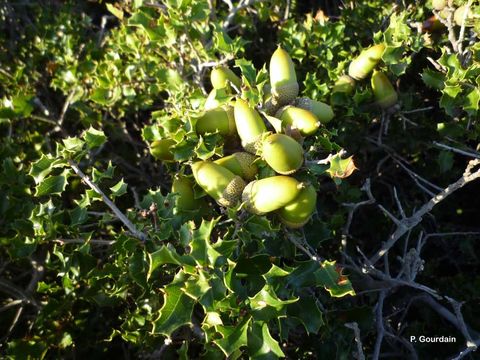 Image of Kermes Oak