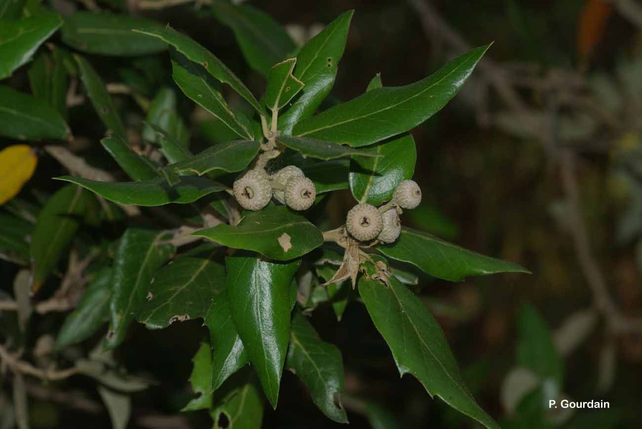 Image of Holm Oak