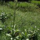 Image of European white hellebore