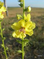 Image of moth mullein