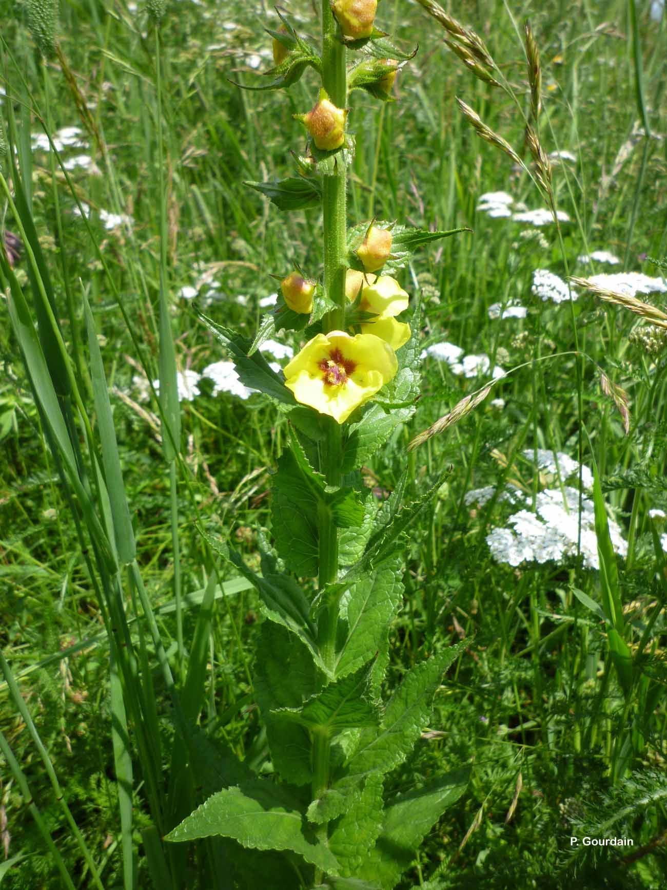 Imagem de Verbascum blattaria L.