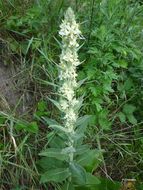 Image of white mullein