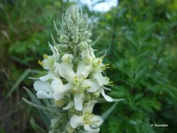 Image of white mullein