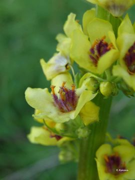 Verbascum nigrum L. resmi