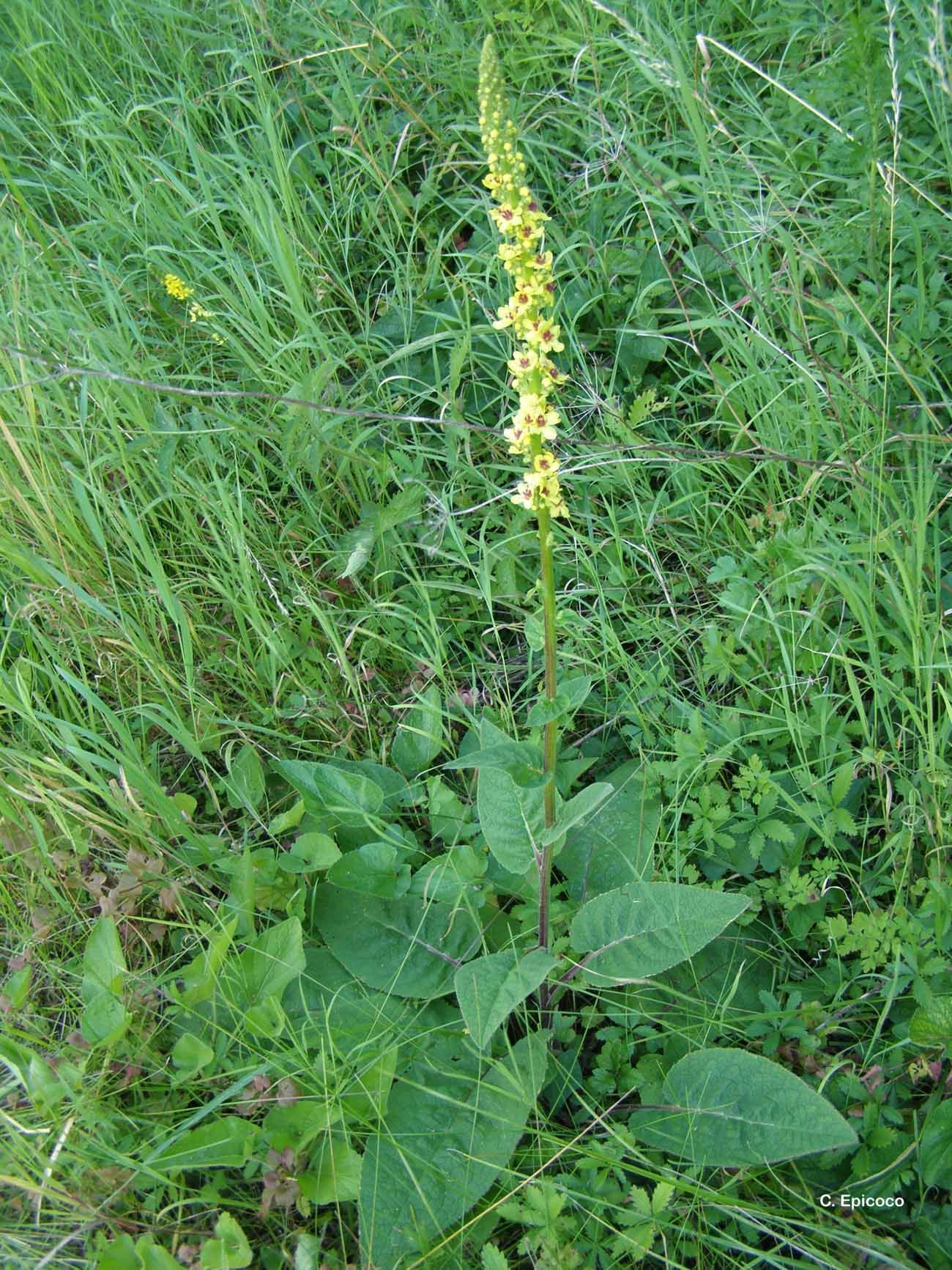 Verbascum nigrum L. resmi