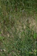 Image of herb of the cross