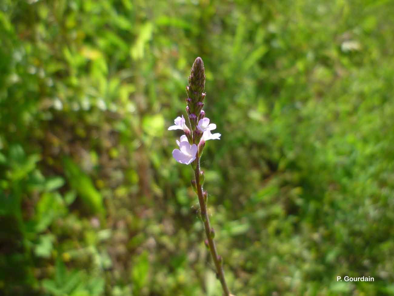 Image of herb of the cross