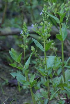 Image of Blue Water-speedwell