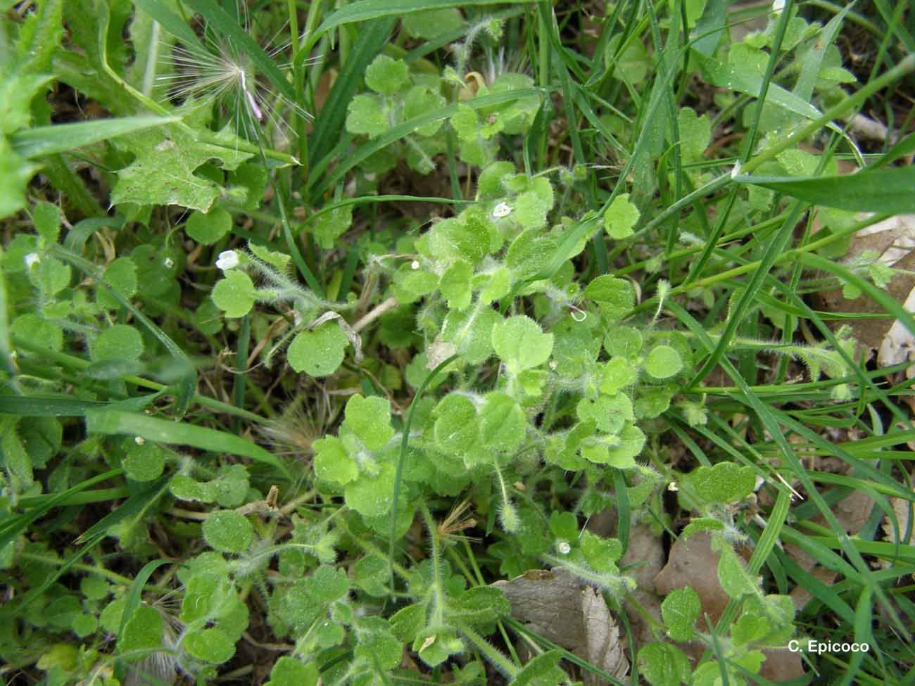 Image of glandular speedwell