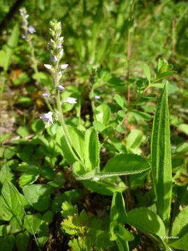 Image of Health Speedwell