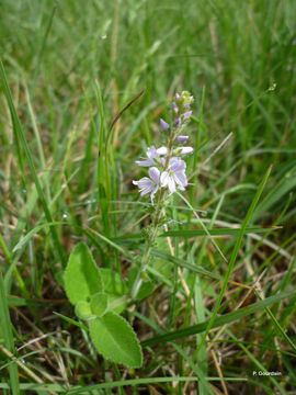 Image of Health Speedwell