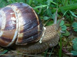 Image of lucorum helix