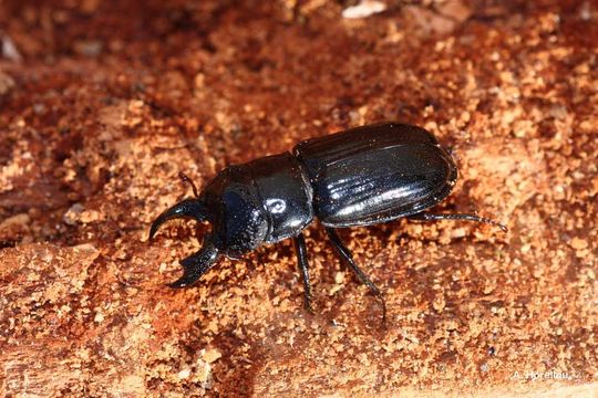 Ceruchus chrysomelinus (Hochenwarth 1785)的圖片