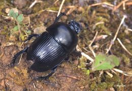 Image of <i>Geotrupes puncticollis</i> Malinowsky 1811