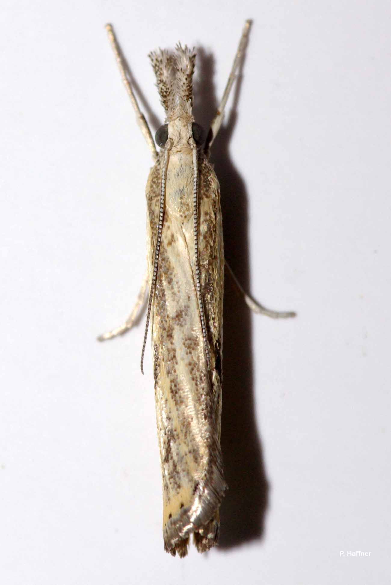 Image de Agriphila straminella