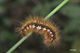 Слика од Euthrix potatoria Linnaeus 1758