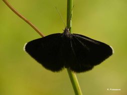 Слика од Odezia atrata Linnaeus