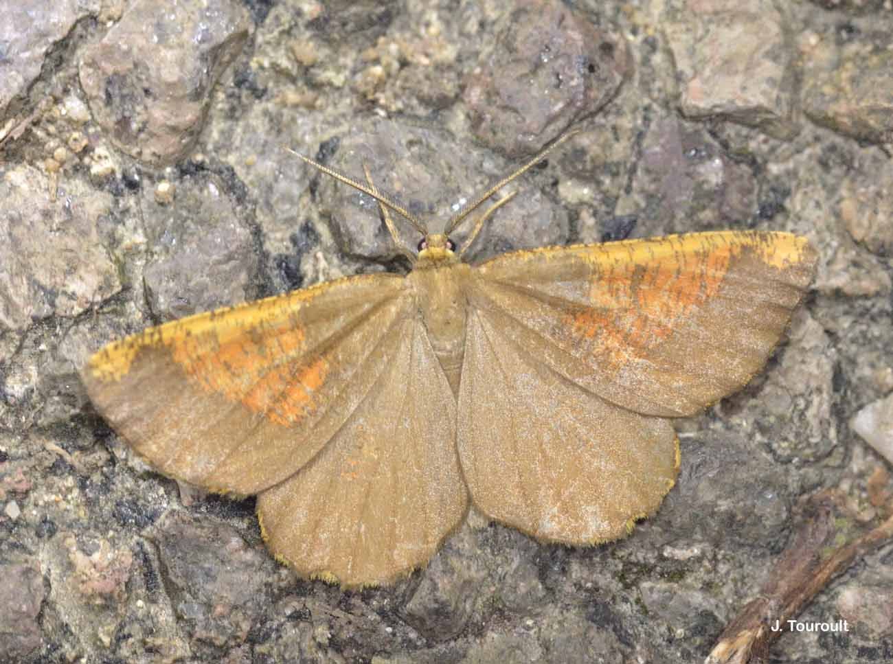 Angerona prunaria Linnaeus 1758 resmi