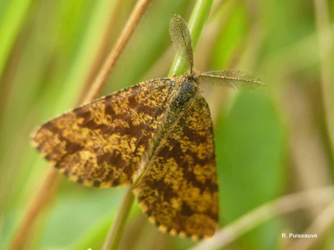 Image of common heath