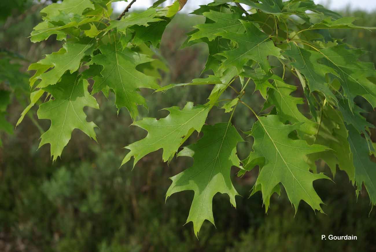 Image of Northern Red Oak