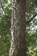 Image of Cork Oak