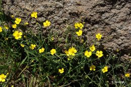 Image of Lesser Spearwort