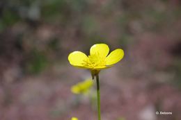 Image of Ranunculus monspeliacus L.