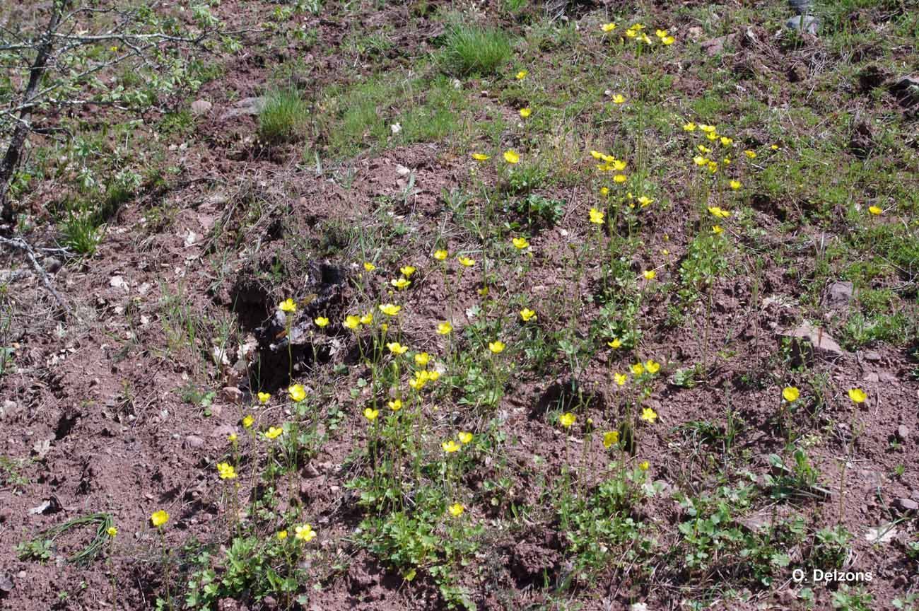 Image of Ranunculus monspeliacus L.