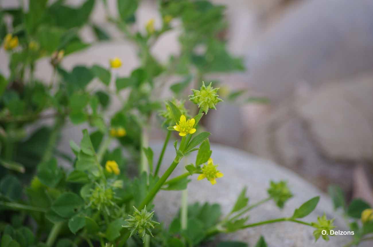 Image de Ranunculus muricatus L.